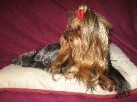 Étalon Yorkshire Terrier - Hermes de la Rosellina