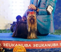 Étalon Yorkshire Terrier - CH. Hunderwood Idol