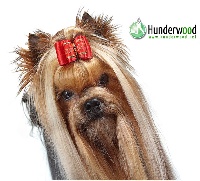 Étalon Yorkshire Terrier - CH. Hunderwood Daily news