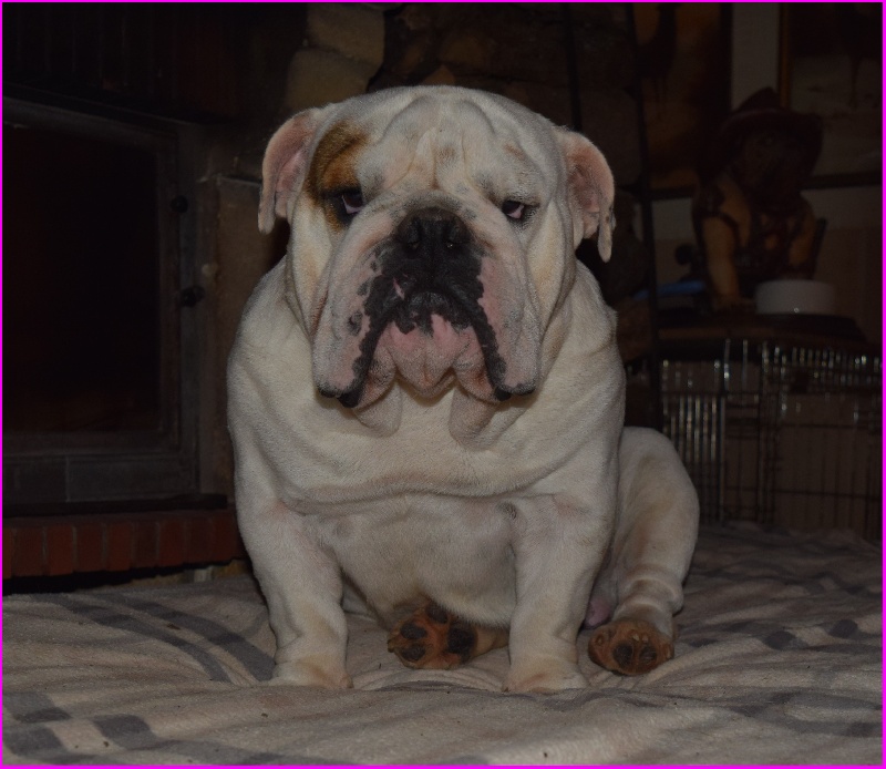 Harry Potter Sans Affixe Chien De Race Toutes Races En