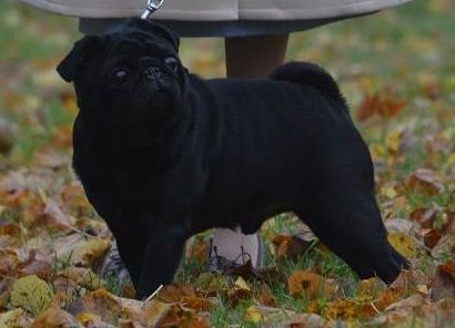 claripugs You can't be sirius at pugalicious