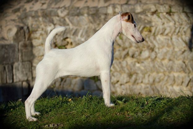 CH. Belfox Nina