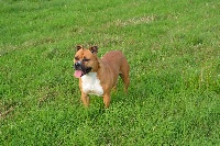 Étalon American Staffordshire Terrier - Gypsie de L'enclos Des Merveilles