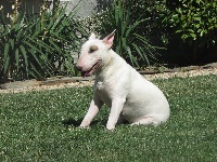 Étalon Bull Terrier - Jaïna Des Bulls De L'erdre