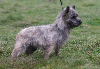 Étalon Cairn Terrier - Joncels du mas du zouave