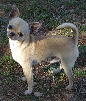 Étalon Chihuahua - Italian playboy (Sans Affixe)