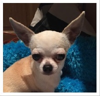 Étalon Chihuahua - Edith des Mini Pouces