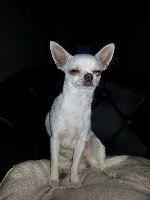 Étalon Chihuahua - Izza (Sans Affixe)