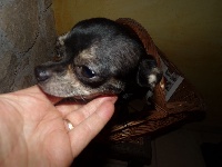 Étalon Chihuahua - Image dite ilona des petits lutins coquins