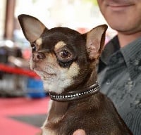 Étalon Chihuahua - Jamaican star Des muses du haut forez