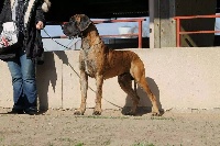 Étalon Dogue allemand - Gladiateur des Terres d'Abalone