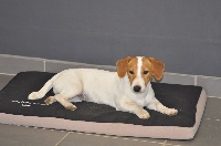 Étalon Jack Russell Terrier - Lilou du clos des Obiers
