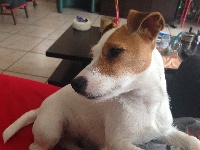 Étalon Jack Russell Terrier - Jaya des Hauts-Marizys
