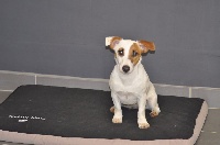 Étalon Jack Russell Terrier - Lola Des marais de courmont