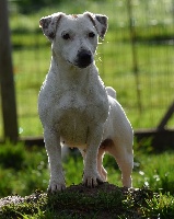 Étalon Jack Russell Terrier - Joyce Du Haut Atlas