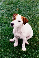 Étalon Jack Russell Terrier - du Domaine de la Clairiere aux Loups Julia