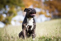 Étalon Staffordshire Bull Terrier - Hava (Sans Affixe)