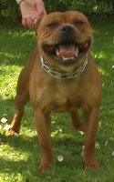 Étalon Staffordshire Bull Terrier - Jeck Of Christal Heart'S