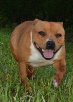 Étalon Staffordshire Bull Terrier - Juna lunà Of Christal Heart'S