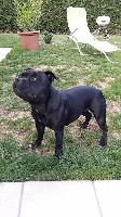 Étalon Staffordshire Bull Terrier - Just a bad girl blackbull diamonds