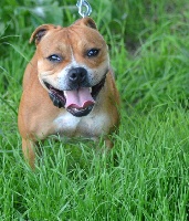 Étalon Staffordshire Bull Terrier - Goldstrike cola Of Christal Heart'S