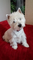 Étalon West Highland White Terrier - Indy du domaine Midlands