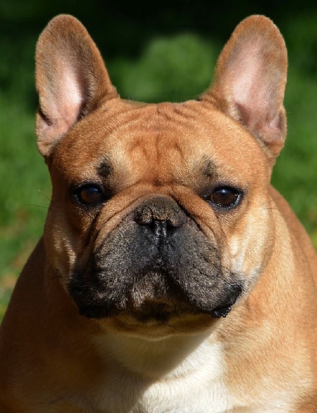 CH Nagyerdoi champion Hannibal chien de race toutes races