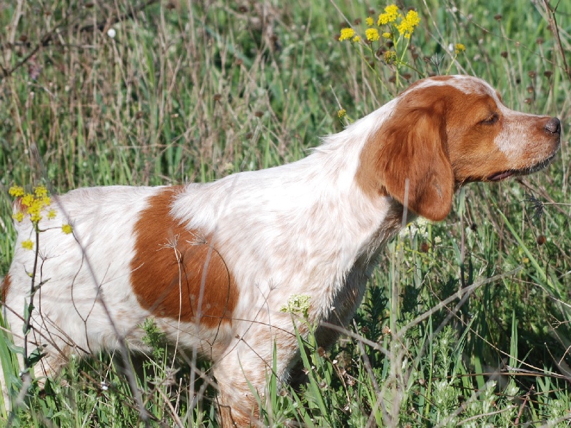 Pet - PERDU "Loony" chien Épagneul Picard à SALBRIS 24/03/18 Secteur