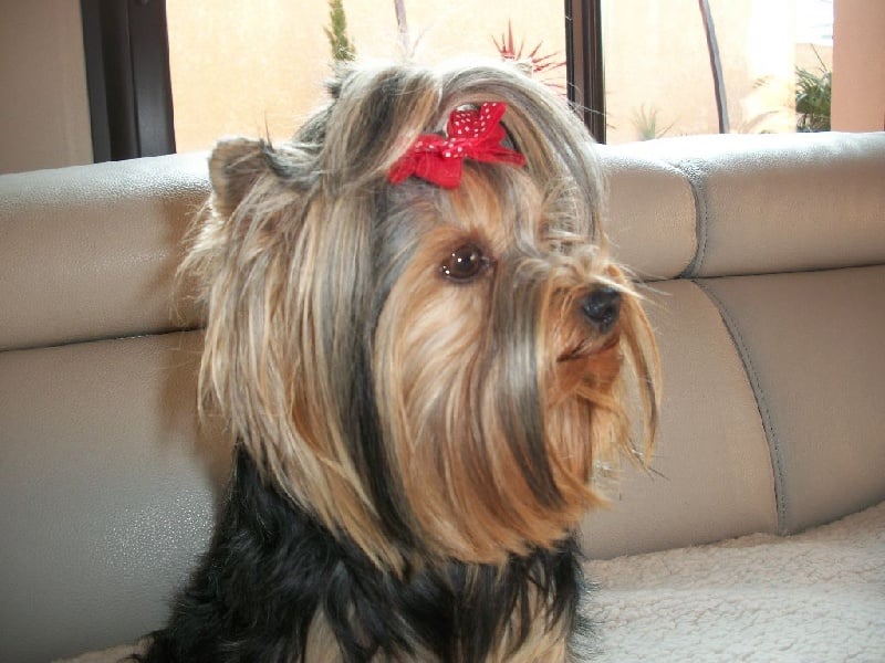 Les Yorkshire Terrier de l'affixe   Des Merveilles Occitanes