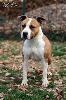 Étalon American Staffordshire Terrier - Love actually Angels Of Paradise