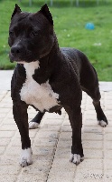 Étalon American Staffordshire Terrier - Gelishka black édition Of Passion Amstaff 