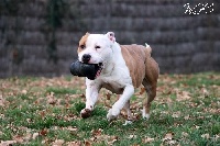Étalon American Staffordshire Terrier - Iron girl Of nimiloxus