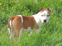 Étalon American Staffordshire Terrier - Letty Des Protecteurs D'eloya