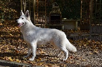 Étalon Berger Blanc Suisse - Illusion of ilande Du Lac De Garm