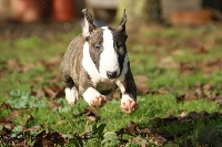 Étalon Bull Terrier Miniature - CH. Hot bimbo du Whoochymerry Camp
