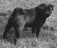 Iphigénie bella black Du chevalier de saint maxime