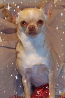 Étalon Chihuahua - Jazzy de la grande equinoxe