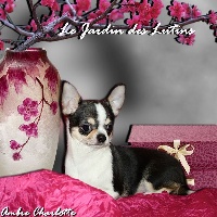 Étalon Chihuahua - Joona du Jardin des Lutins