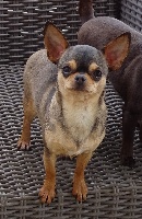 Étalon Chihuahua - June jewel Des muses du haut forez