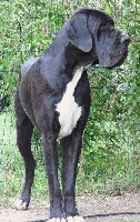 Étalon Dogue allemand - CH. Ibanez d'Omaha dog