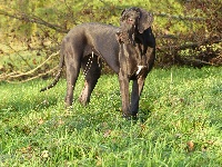 Étalon Dogue allemand - Lady black De La Forêt Des Pins Argentés