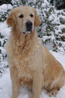 Étalon Golden Retriever - Festina du Sarmizegetusa Regia