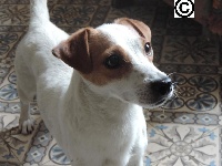 Étalon Jack Russell Terrier - Hunique du pont du riot d'Esnes