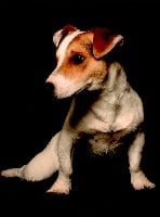Étalon Jack Russell Terrier - Jules du domaine de la clairière aux loups