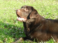 Étalon Labrador Retriever - Heavy métal Du bois du double
