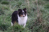 Étalon Shetland Sheepdog - Lancelot du Jardin d'Angélique