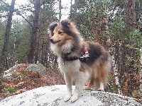 Étalon Shetland Sheepdog - Jyga princess Tayola