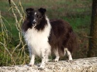 Étalon Shetland Sheepdog - Fénix sans feux du Clan Castelau