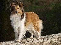 Étalon Shetland Sheepdog - Houf une blonde De chiroulet