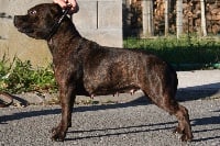 Étalon Staffordshire Bull Terrier - Ina project solo Black Bulldiamonds